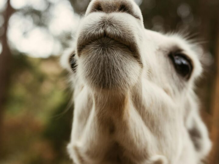 Llama eterna